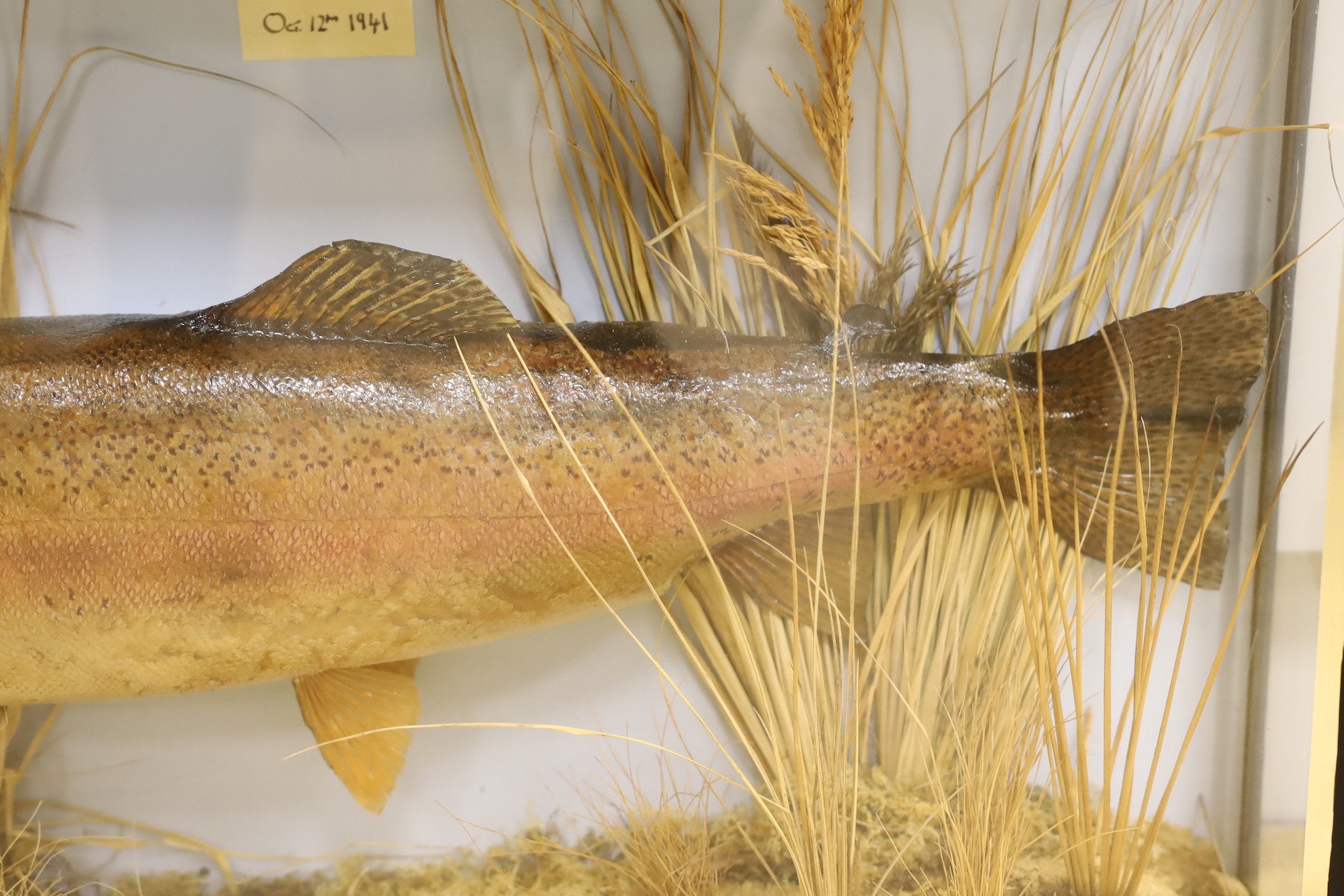 Taxidermy, Trout, label: 9lbs 4 oz, Bala Lake, Oct 12th 1941, case 69 cms